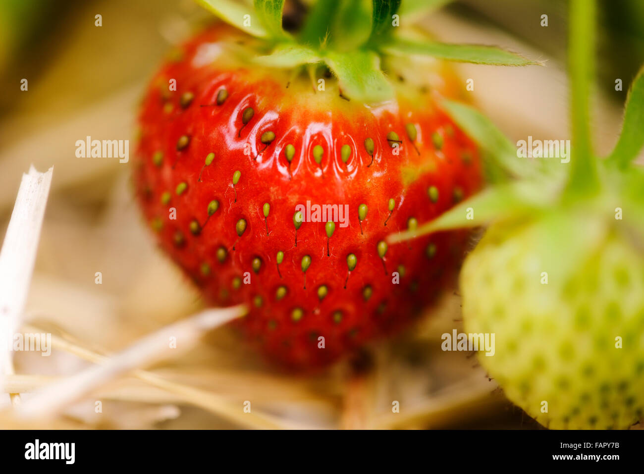 Fragola sulla pianta con paglia e immaturo fragola in primo piano Foto Stock