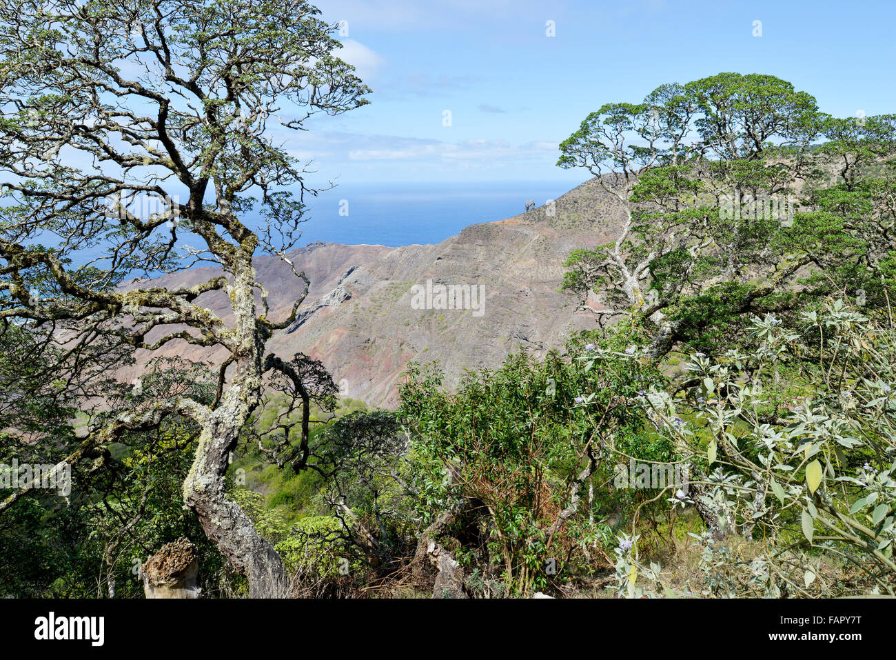 Endemica alberi Gumwood sull isola di Sant'Elena nel sud dell'Oceano Atlantico Foto Stock