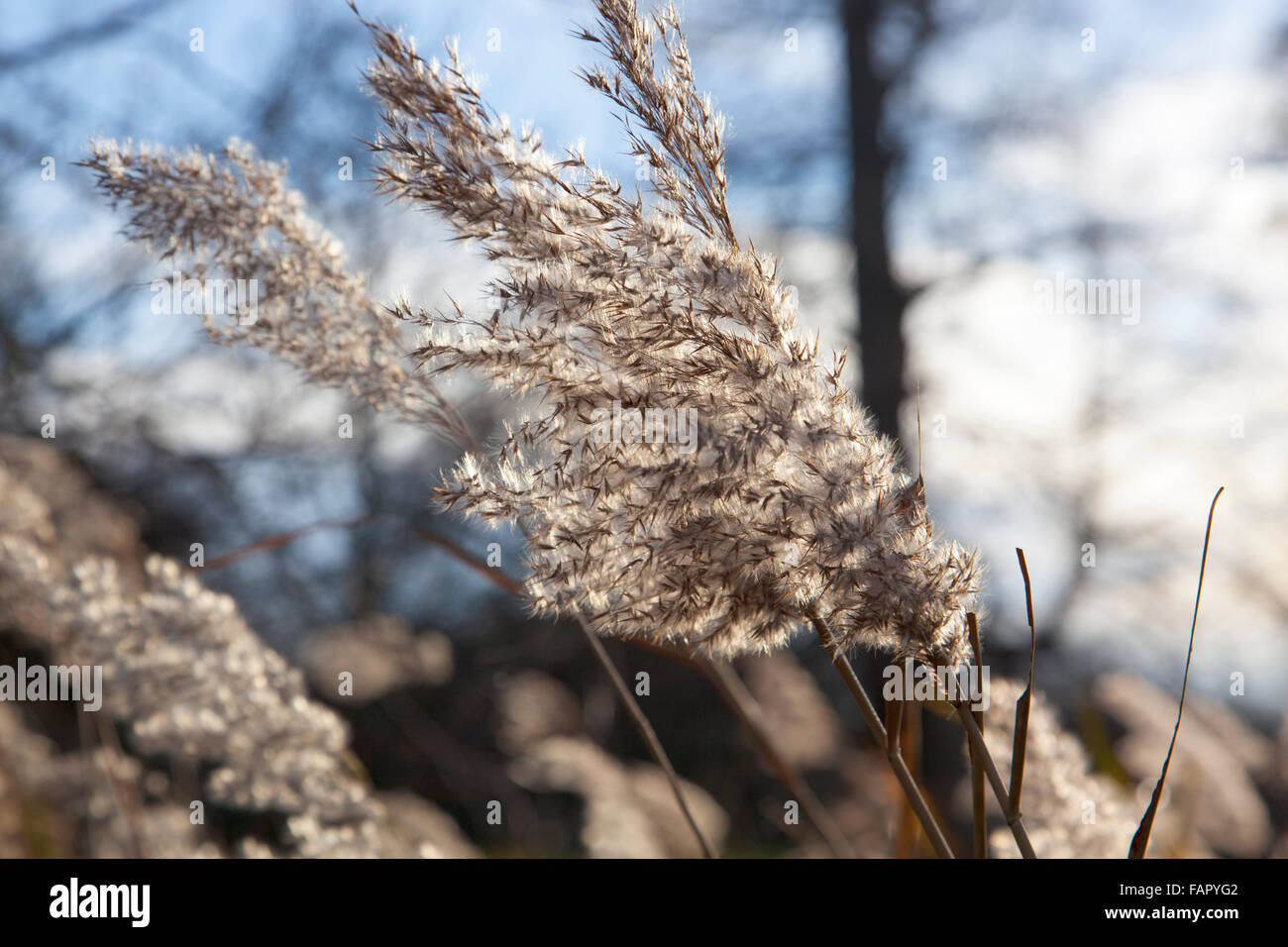 Close-up di un soffice grappoli di fiori di un comune reed Foto Stock