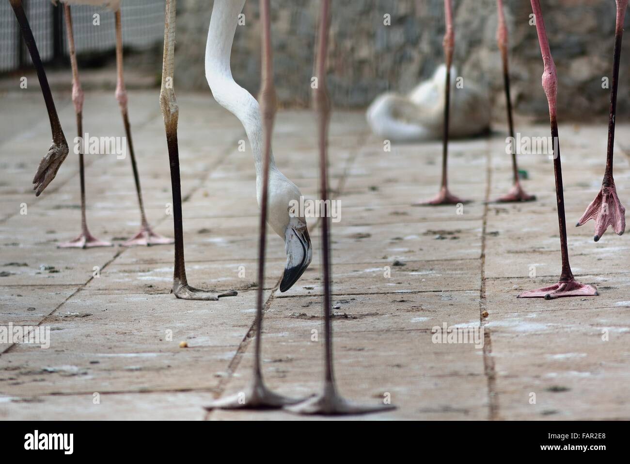 Flamingo gambe con uccello guardando in tra. Volatili in cattività con testa mostrata cercando tra le gambe Foto Stock