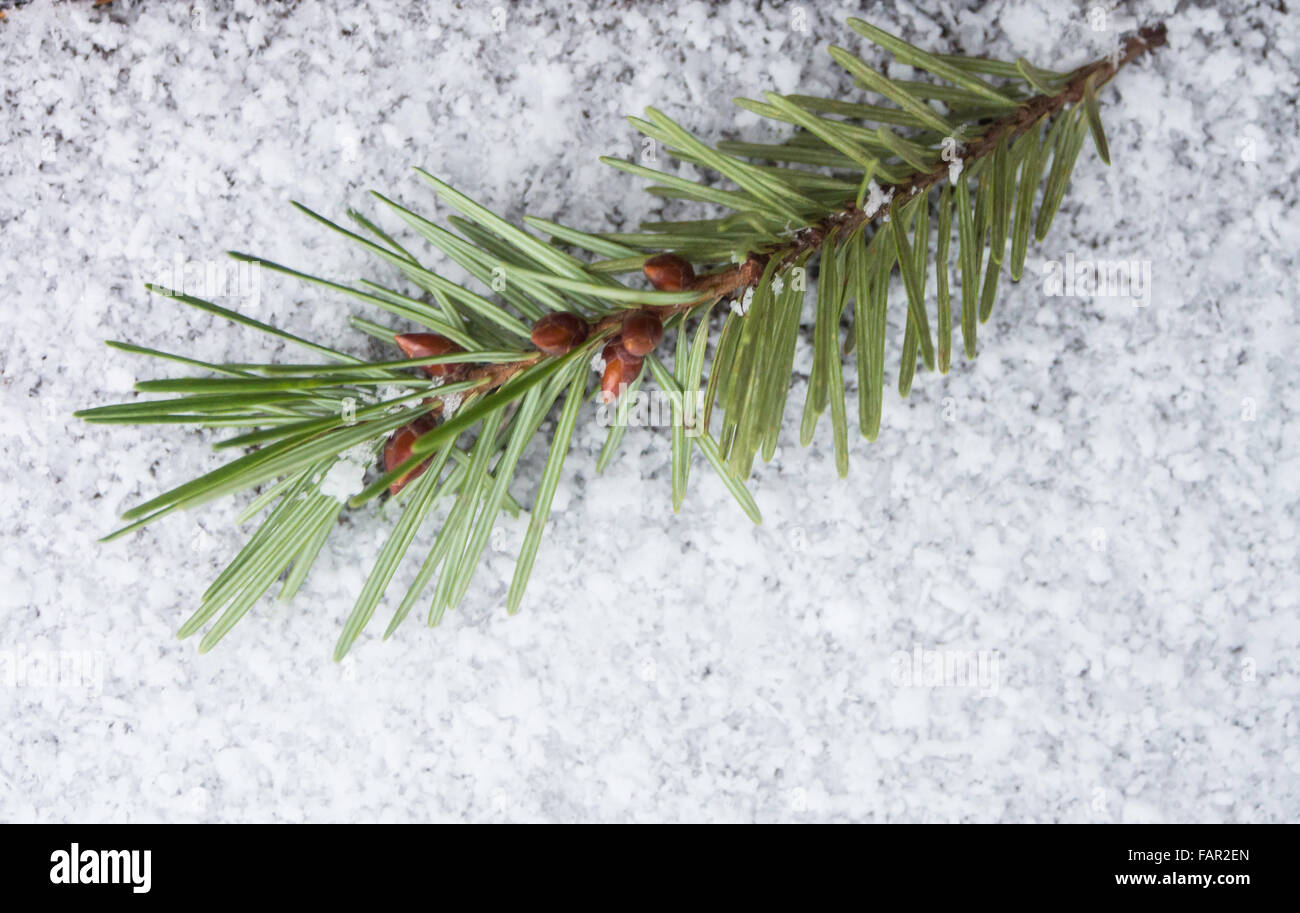 Chiudere l'abete di Douglas ramo con semi sulla neve Foto Stock