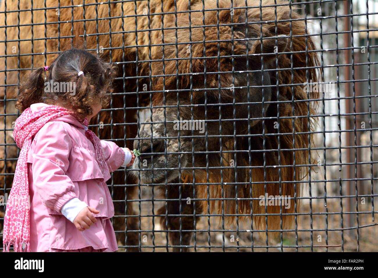 Ragazza giovane con Bactrian camel (Camelus bactrianus). Un bambino offre la sua mano a un grande cammello di odore, separati da una recinzione Foto Stock