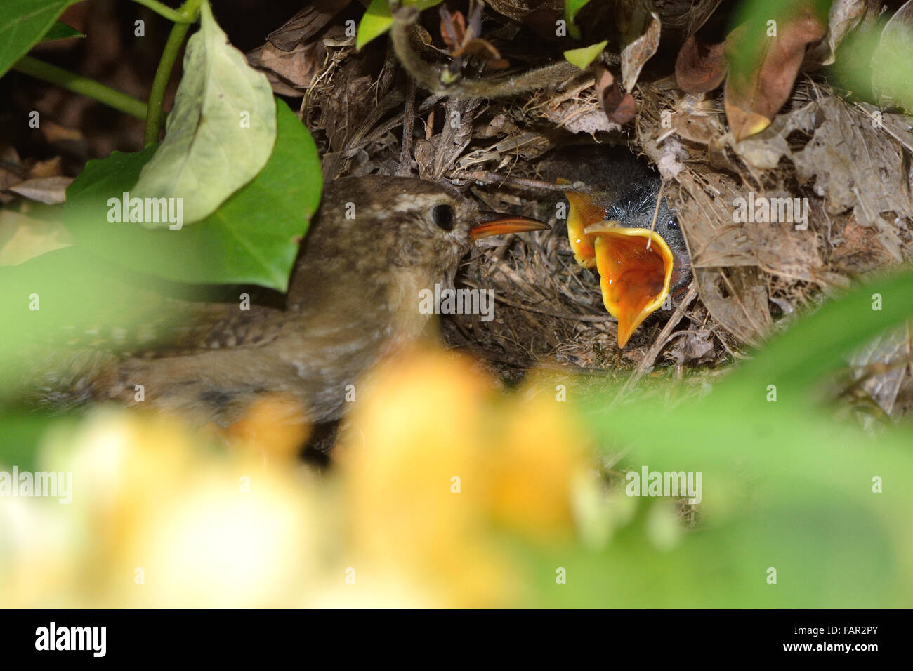 Wren alimentazione bocche affamate. Un genitore wren presenta cibo per fame pulcini nel nido Foto Stock