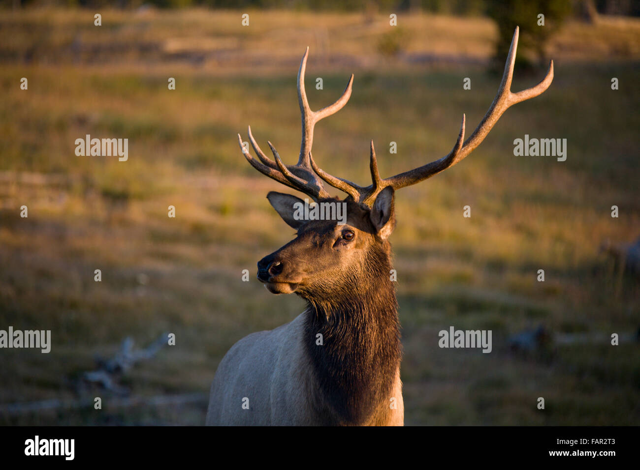 Elk avviso permanente nella luce del sole di mattina Foto Stock