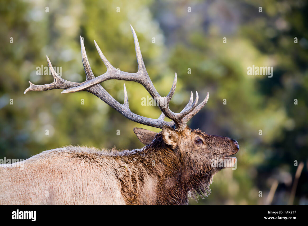 Royal Elk in piedi forti in un campo invernale Foto Stock
