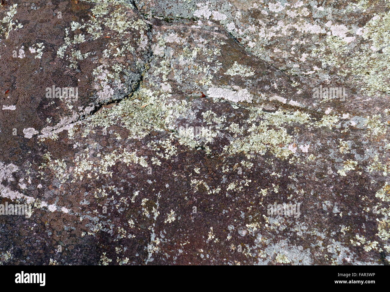 Superficie di roccia in un bosco in Ontario Foto Stock