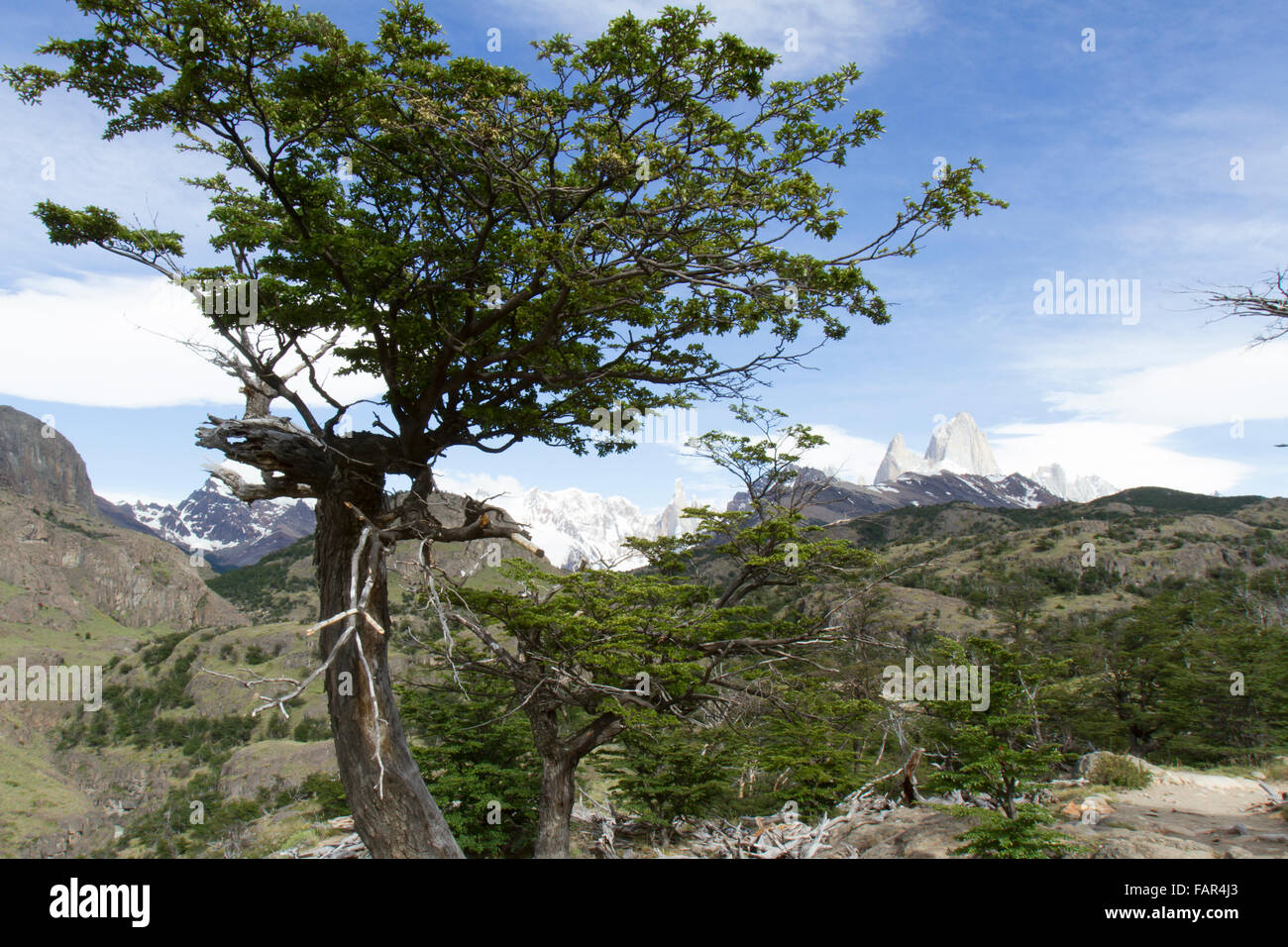 Alberi in primavera con cime del Parco nazionale Los Glaciares. Foto Stock Alberi in primavera con cime del Parco nazionale Los Glaciares. Foto Stock