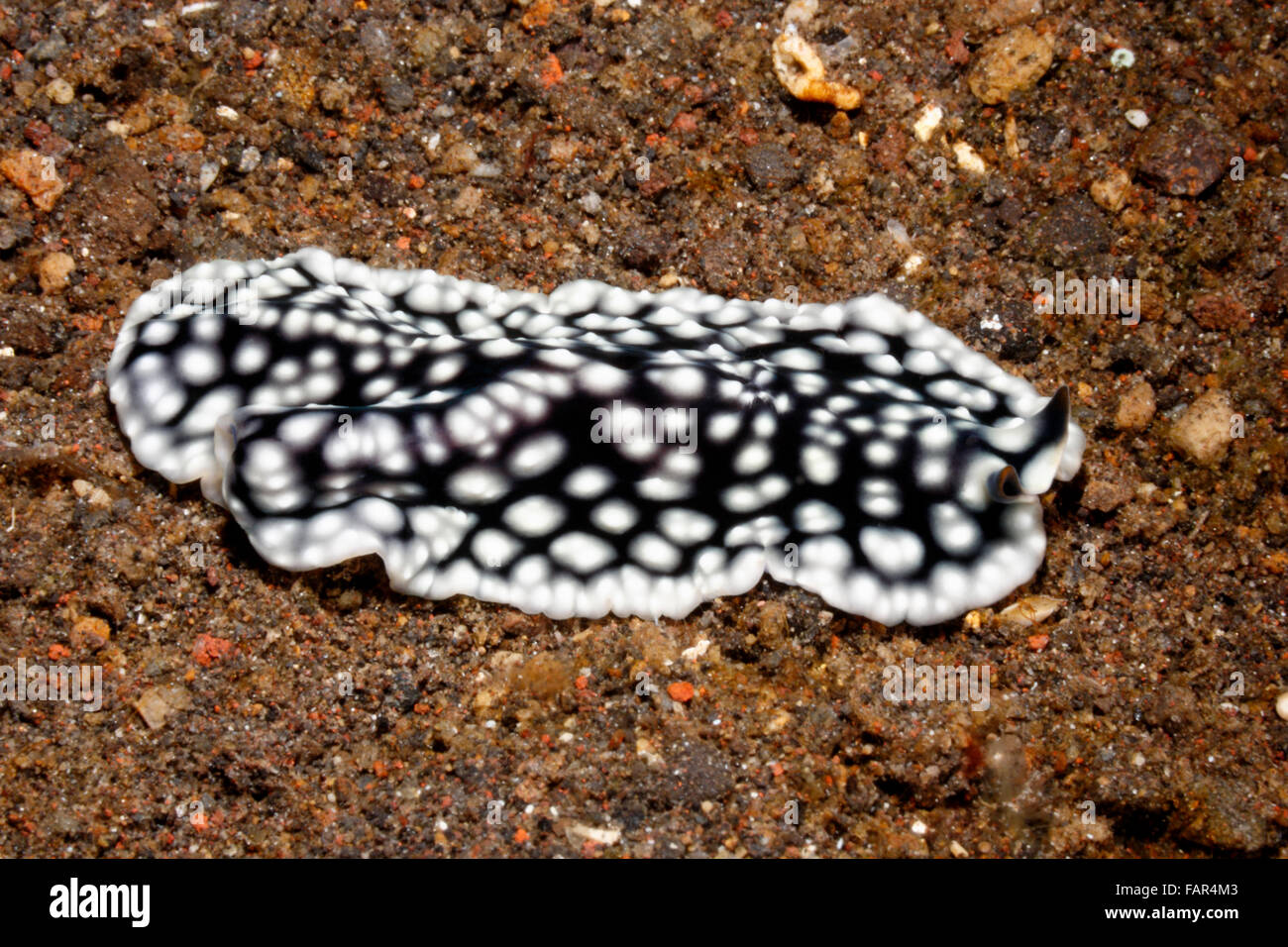 Flatworm marini, Pseudoceros imitatus. Foto Stock