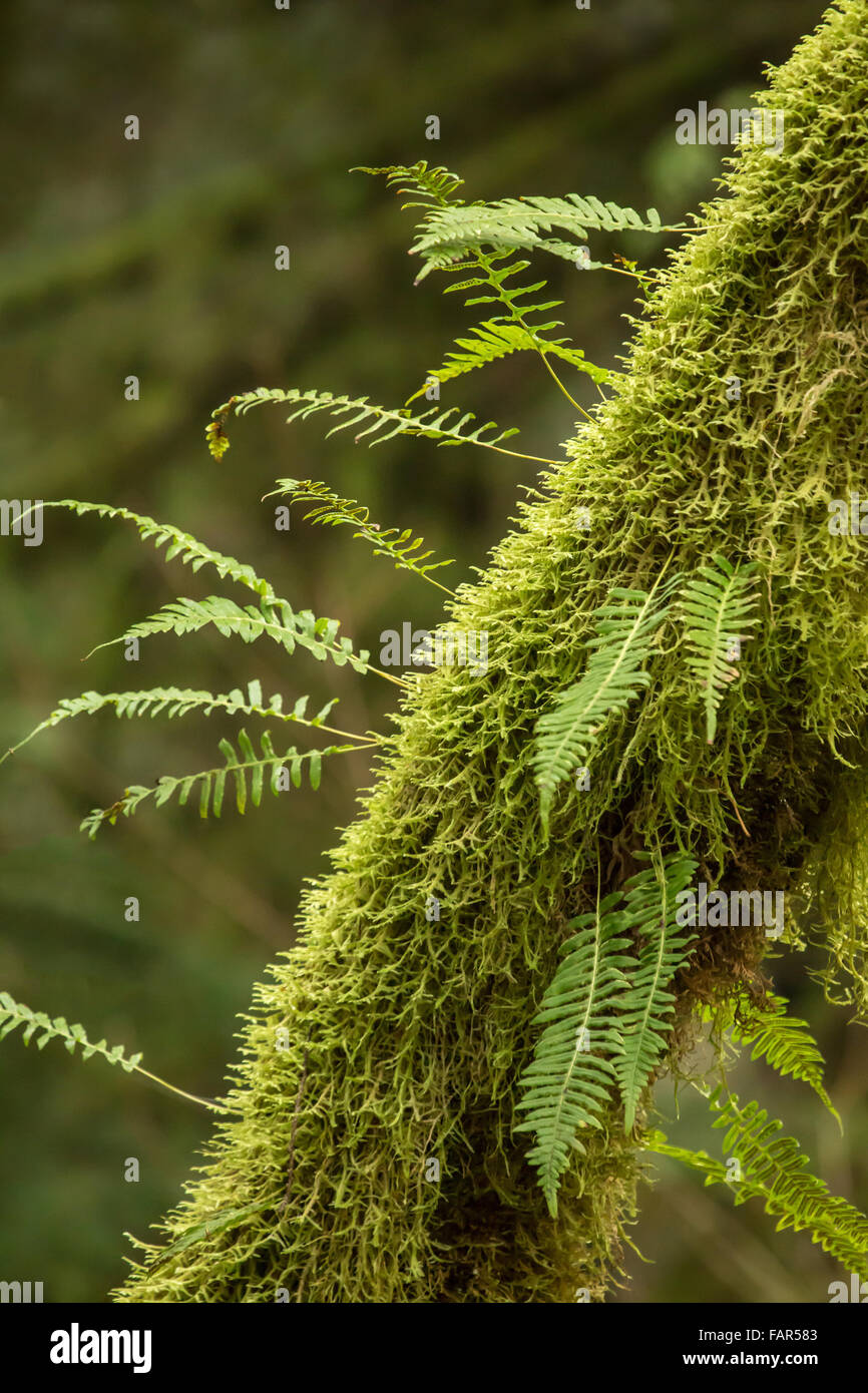 Moss-struttura coperta con la liquirizia felci crescono fuori di essa vicino a Hobart, Washington, Stati Uniti d'America Foto Stock