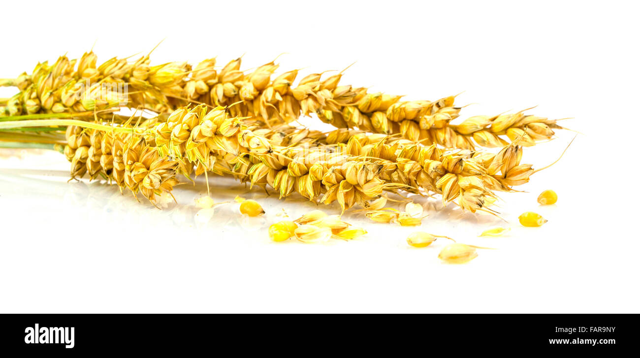 Spighe di grano isolato su uno sfondo bianco Foto Stock