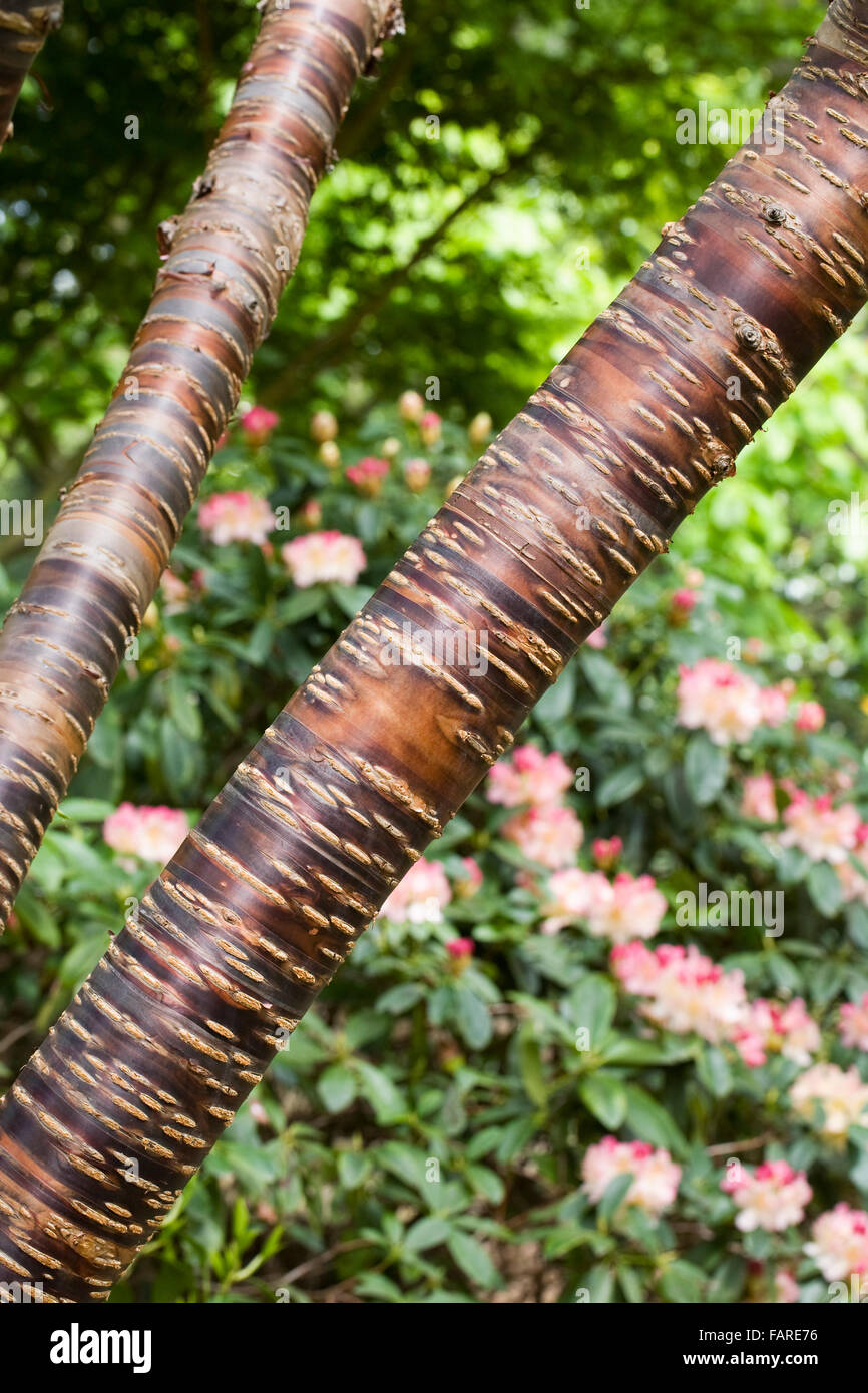 Prunus himalaica abbaiare contro Rhododendron 'Percy Wiseman'. Foto Stock