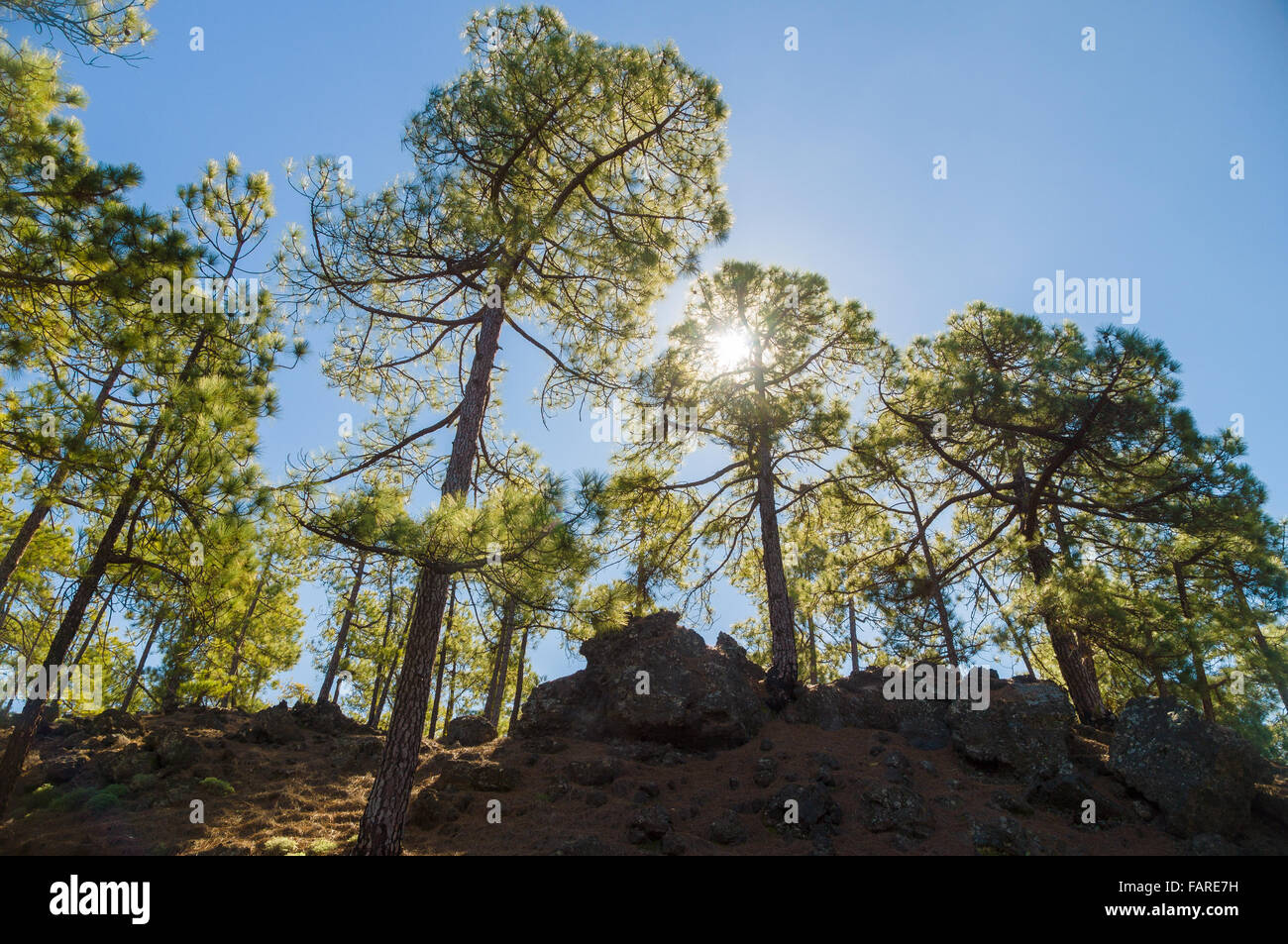 Alberi di pino che cresce su suolo vulcanico, dal di sotto vista contro il cielo blu e sun Foto Stock