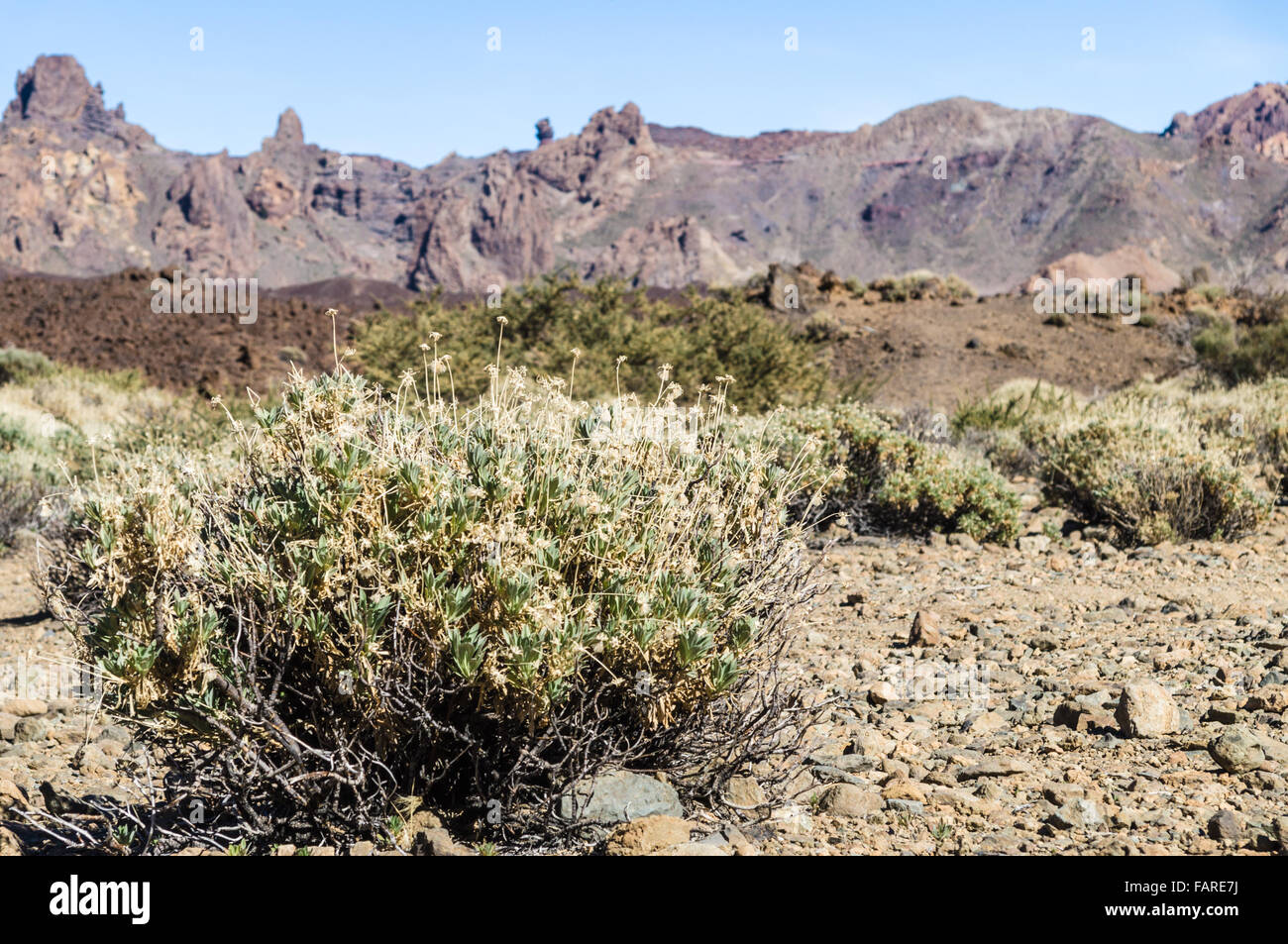 Bussola a secco contro il paesaggio del deserto di El Teide caldera, isola di Tenerife, Spagna Foto Stock