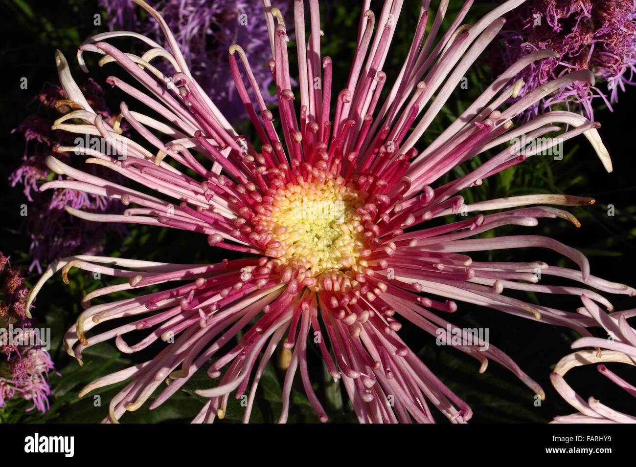 Piena fioritura crisantemo fiori nel giardino Foto Stock