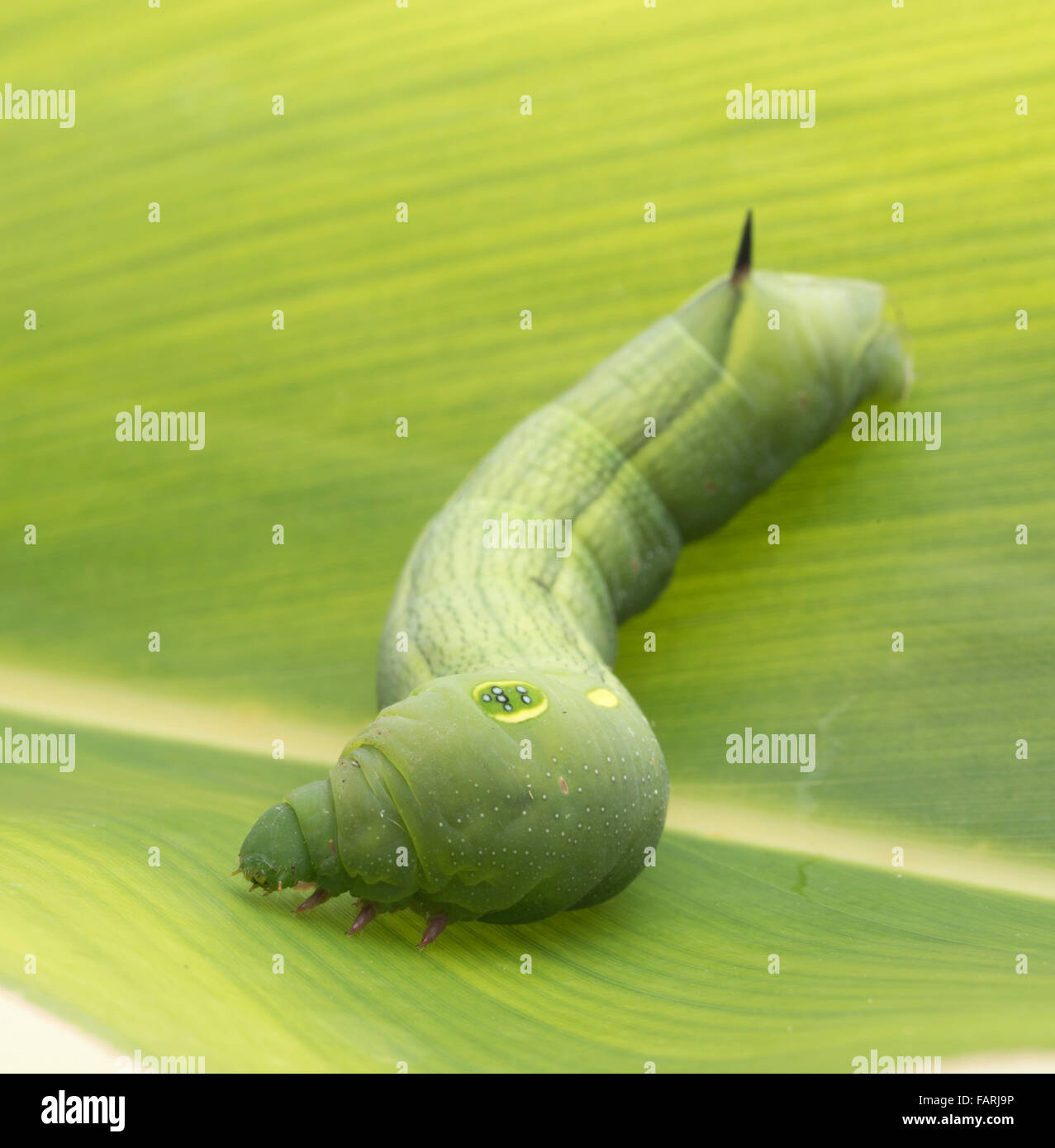 Cephonodes hylas, il falco pellucida moth caterpillar Okinawa, in Giappone Foto Stock