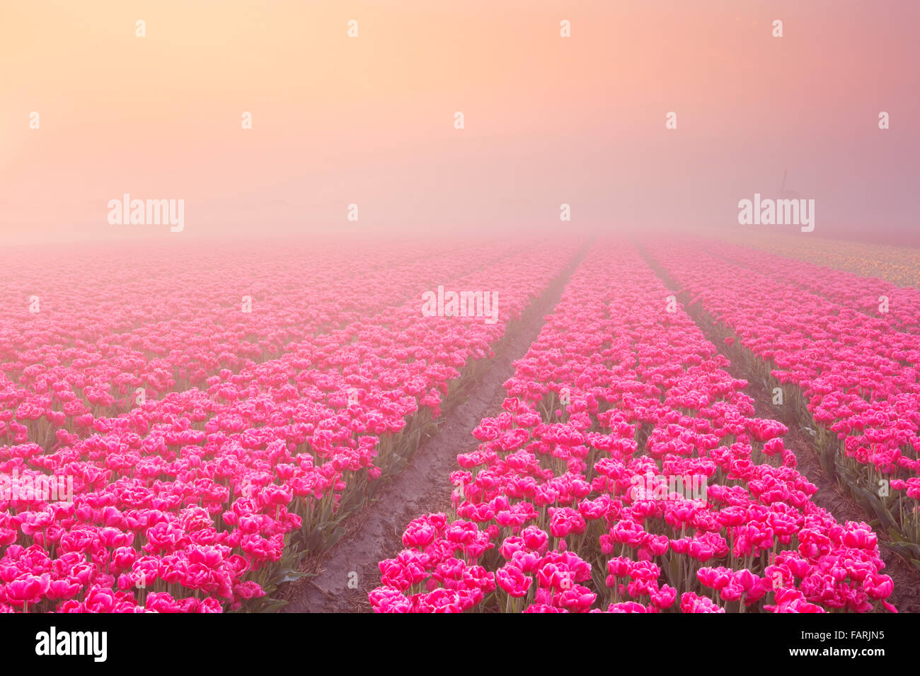 Tulipani colorati nei Paesi Bassi, fotografato all alba di una splendida mattinata nebbiosa. Foto Stock