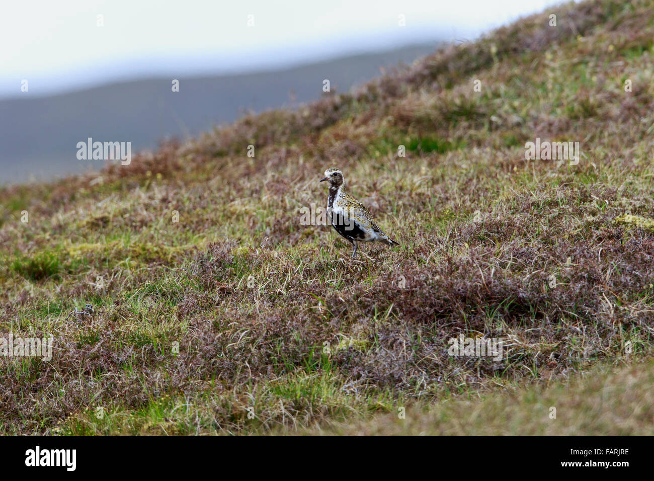 European Golden Plover Pluvialis apricaria adulto su brughiera Foto Stock