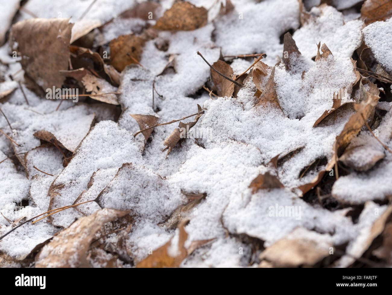 Foglie secche coperte da neve durante un inverno freddo Foto Stock