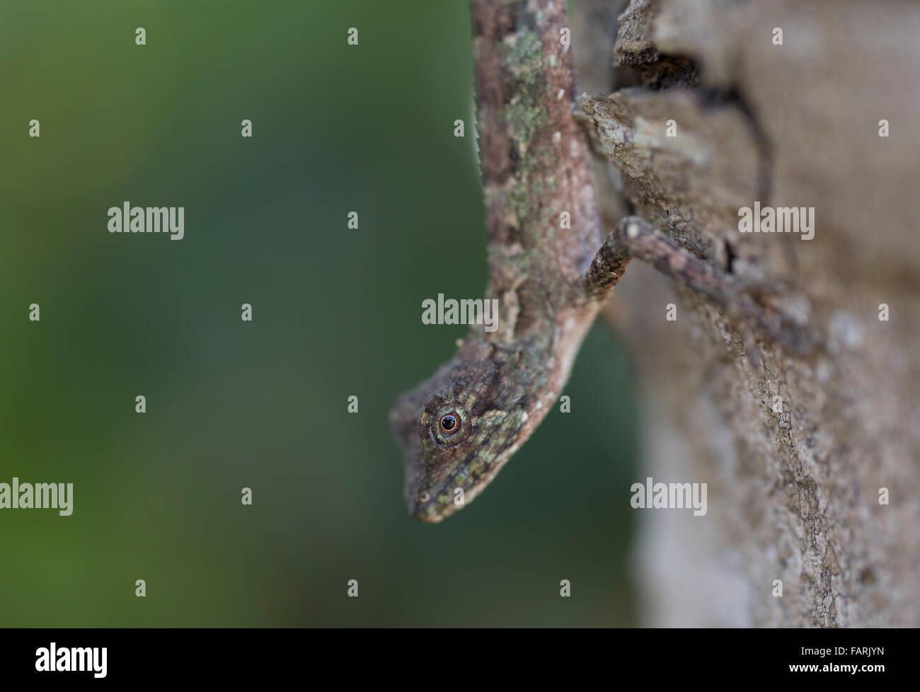 Struttura Okinawa lizard Japalura polygonata polygonata trovato su Okinawa Foto Stock