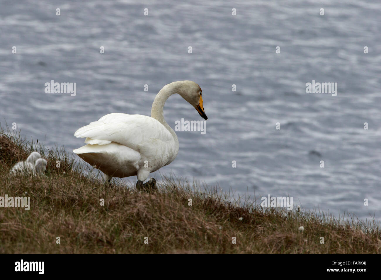 Whooper Swan Cygnus cygnus adulto con cygnet su loch shore Foto Stock