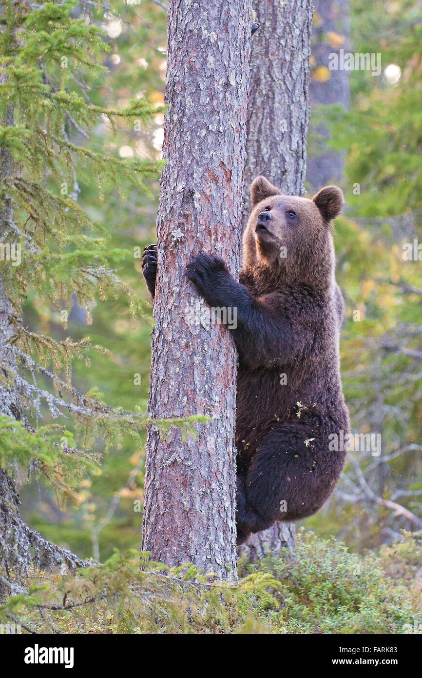 In Finlandia un orso si arrampica su un albero per cercare cibo Foto Stock