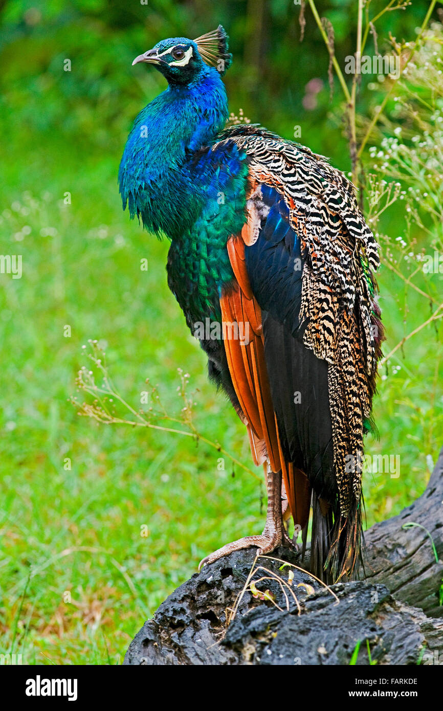 Peacock a Bandipur National Park Foto Stock
