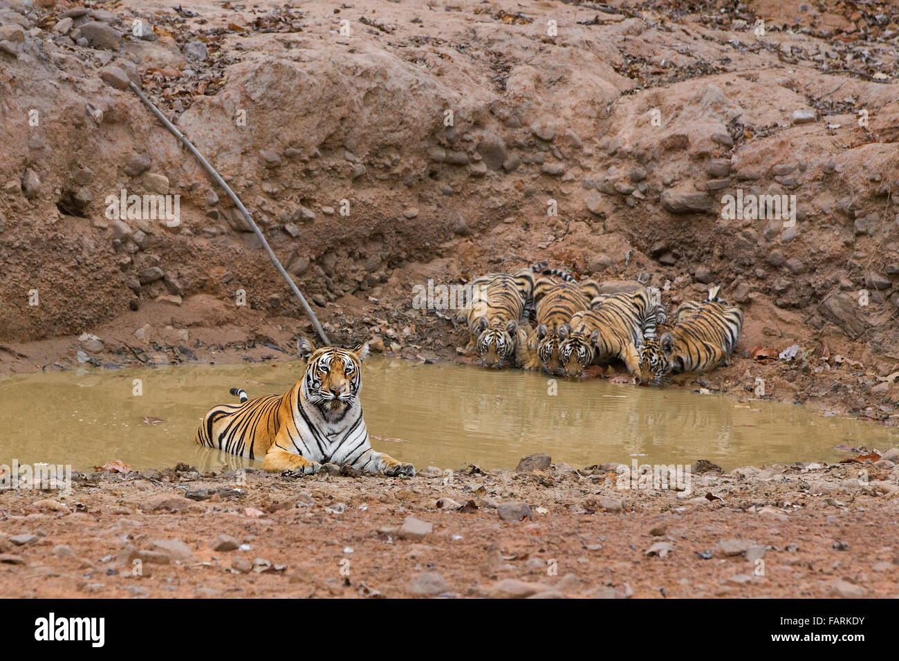 Tiger con i cuccioli al Parco nazionale di Ranthambore Foto Stock