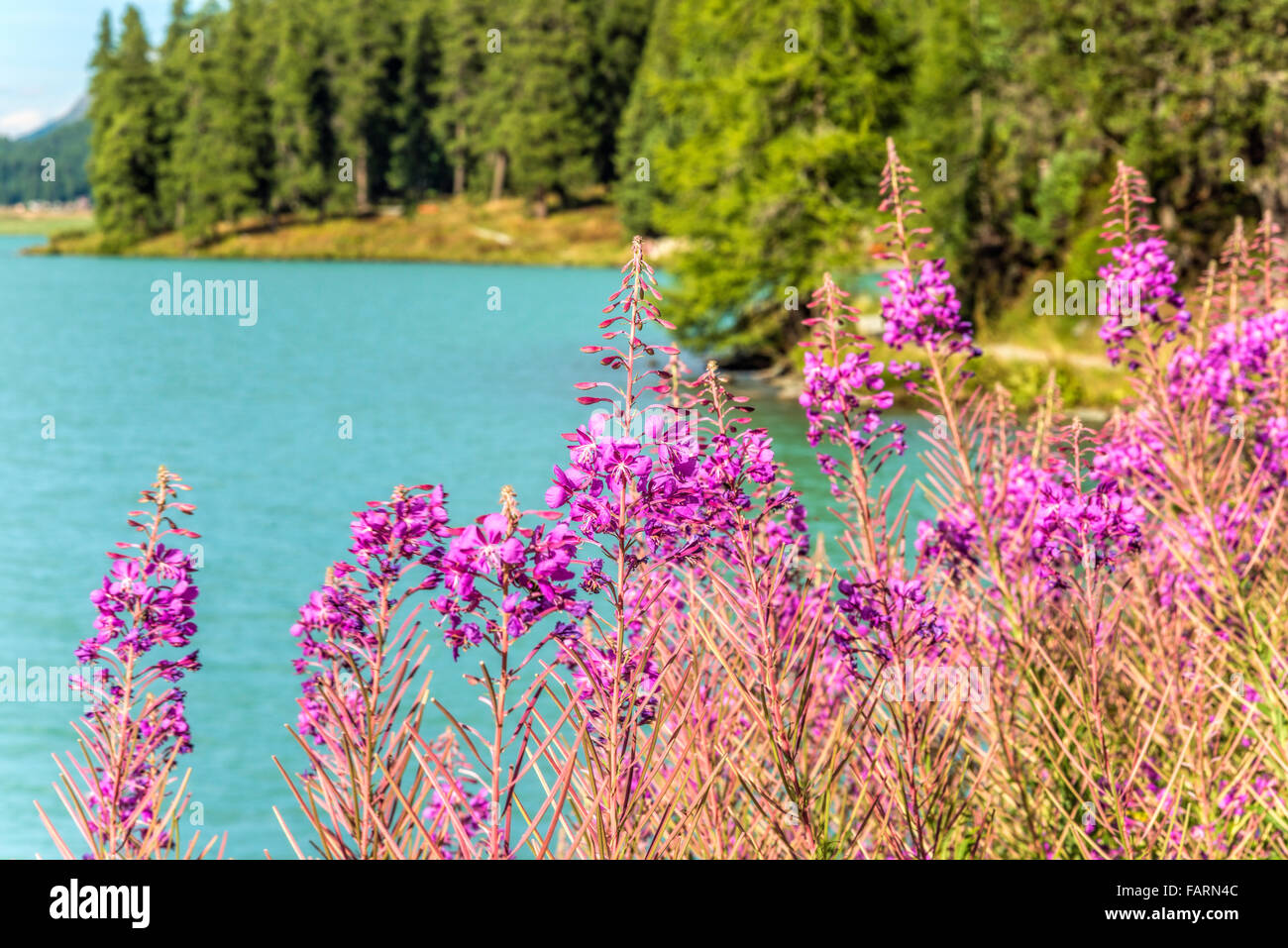 Fiore di primavera colorato al Lago Silvaplana, Engadina, Svizzera Foto Stock