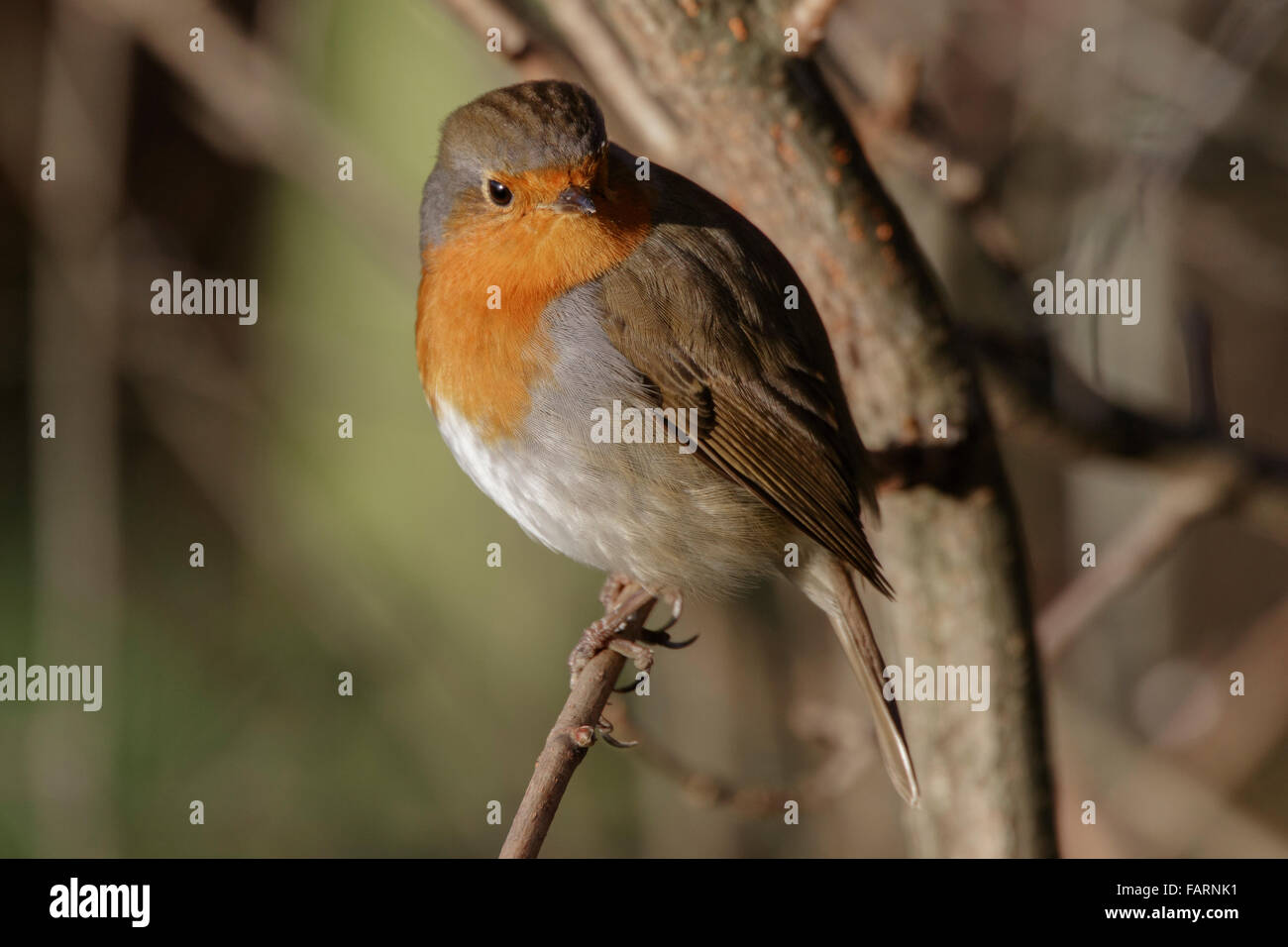 Unione Robin Erithacus rubecula adulto appollaiato in una boccola Foto Stock