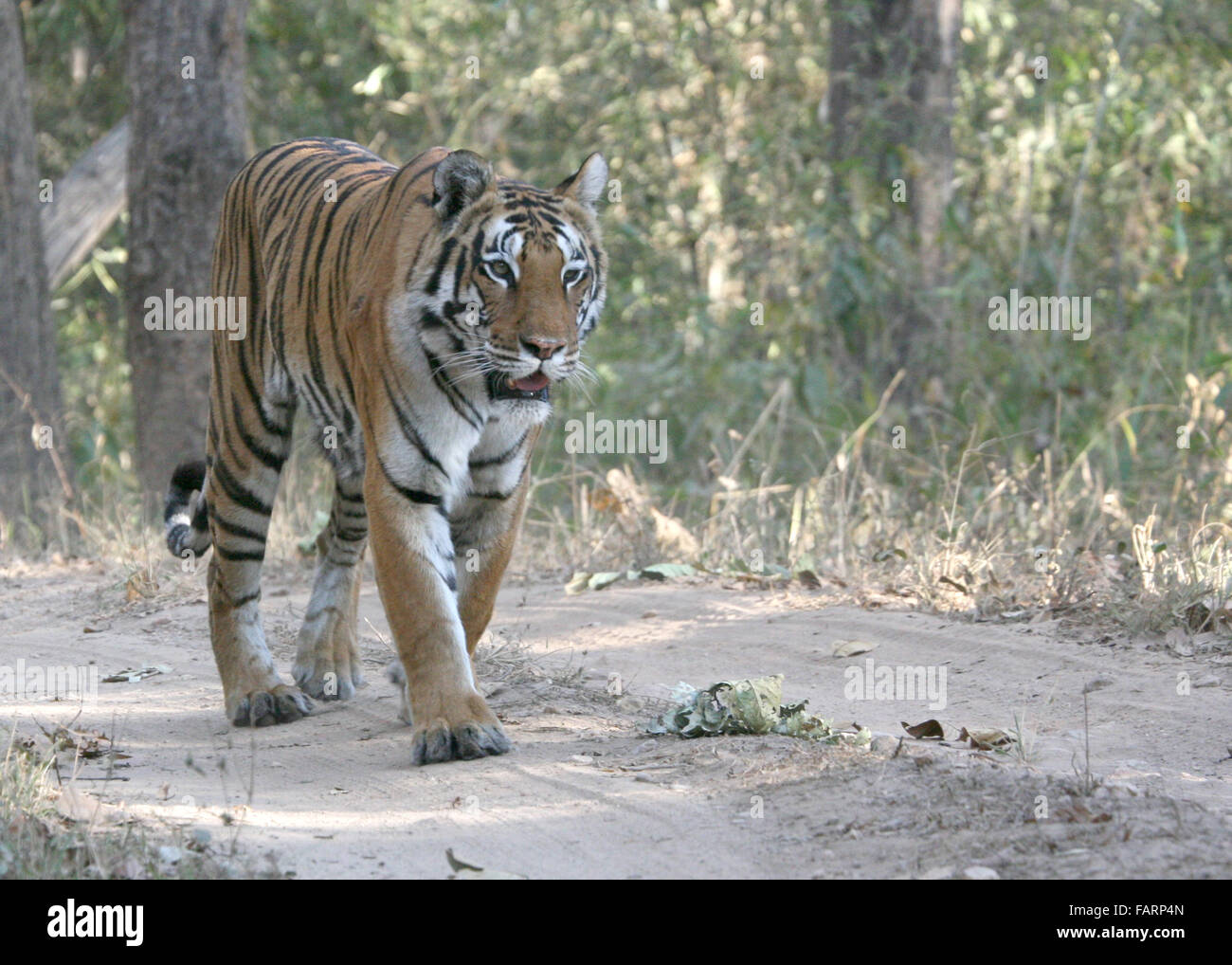 Tiger Parco Nazionale di Kanha India Foto Stock