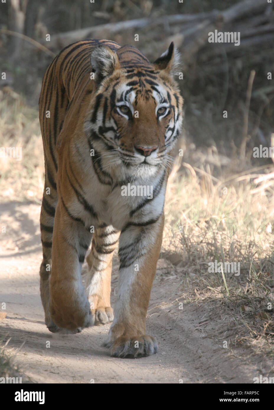 Tiger Parco Nazionale di Kanha India Foto Stock