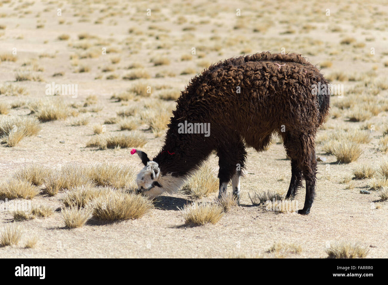 Un unico llama sull'altopiano andino in Bolivia. Animale adulto pascolare nel deserto. Vista laterale. Foto Stock