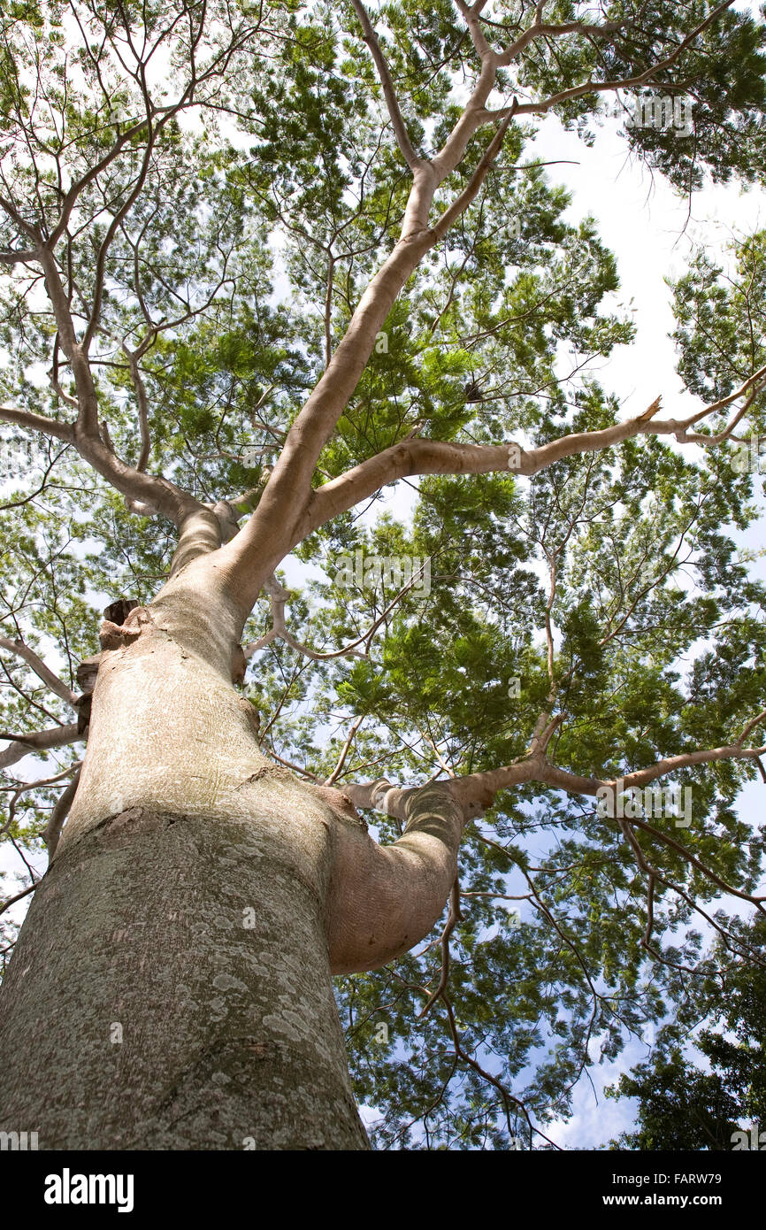 Un grande albero e foglie verdi. Foto Stock