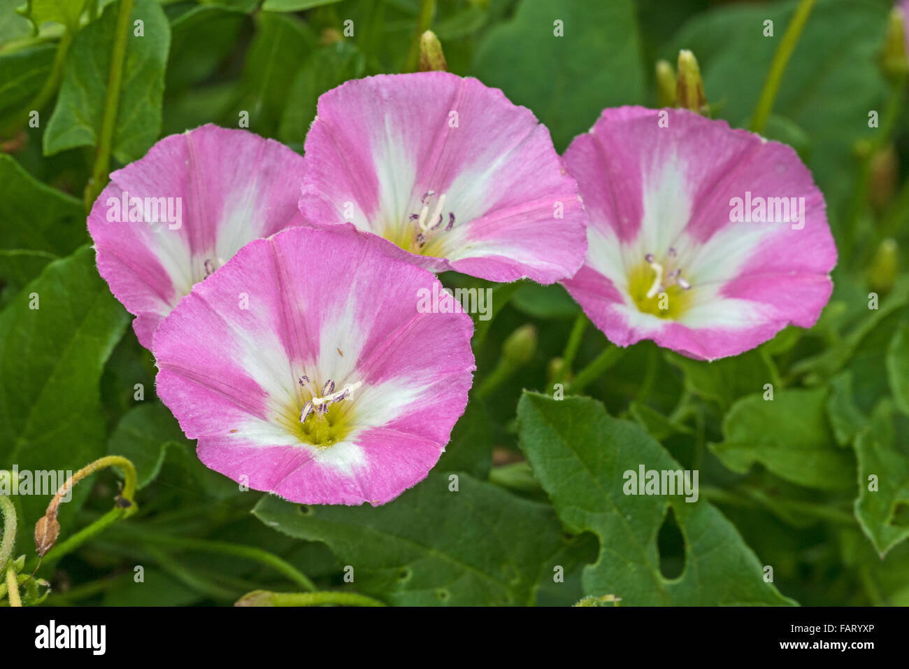 Campo Centinodia (Convolvulus arvense) Foto Stock