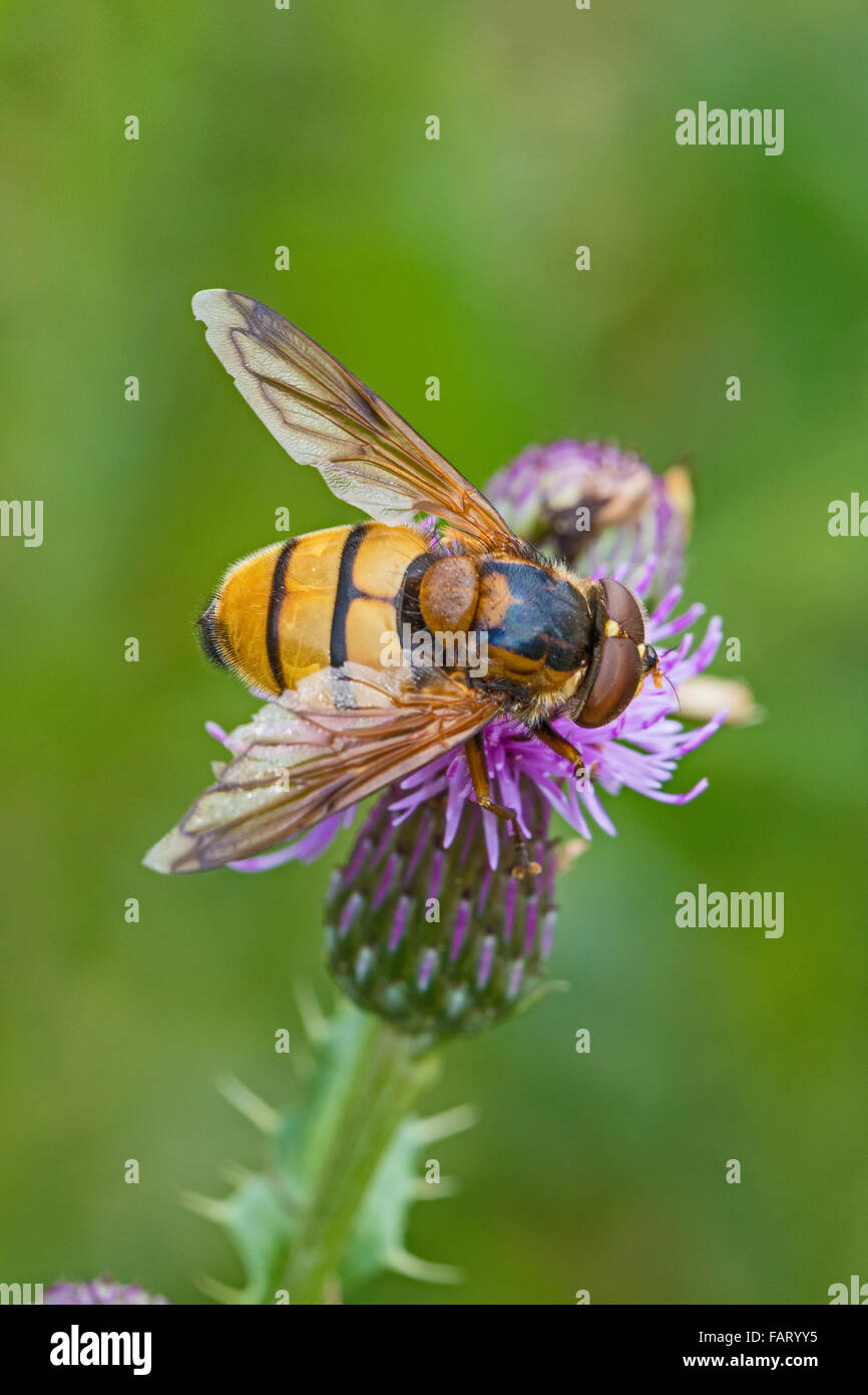 Hoverfly femmina (Volucella inanis) Foto Stock