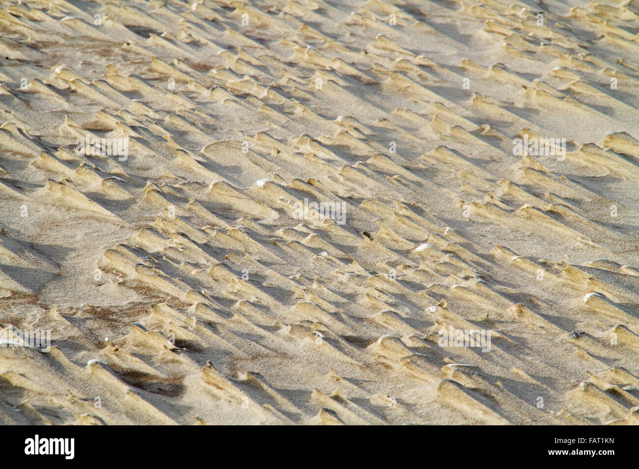 La formazione di piccole dune del lee di conchiglie sulla spiaggia Foto Stock