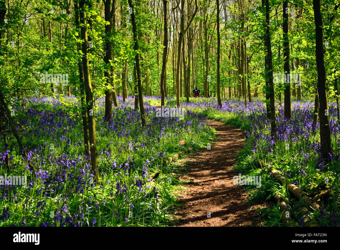 Bluebell boschi nelle vicinanze Coughton Court vicino a Alcester Warwickshire Foto Stock