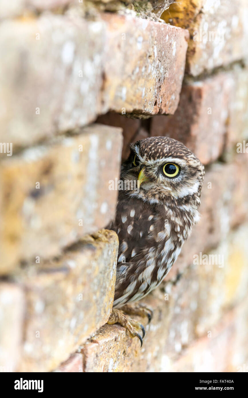 Un piccolo gufo guardando fuori dal suo foro in una parete Foto Stock