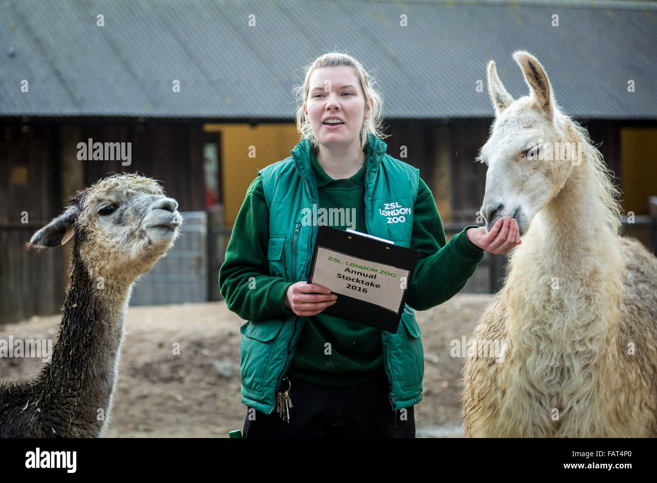 Londra, Regno Unito. 4 gennaio, 2016. Il detentore di Jessica Jones con i lama e alpaca durante il London Zoo animale annuale constatazione che viene eseguito ogni gennaio dalla Società Zoologica di Londra (ZSL), un massiccio constatazione obbligatoria per accedere tutti i dati per la specie internazionale Information System (ISIS). Il conteggio è richiesta come parte del London Zoo licenza; con la finale di dati vengano condivisi con altri giardini zoologici in tutto il mondo per la gestione internazionale di programmi di allevamento di animali in pericolo Credit: Guy Corbishley/Alamy Live News Foto Stock