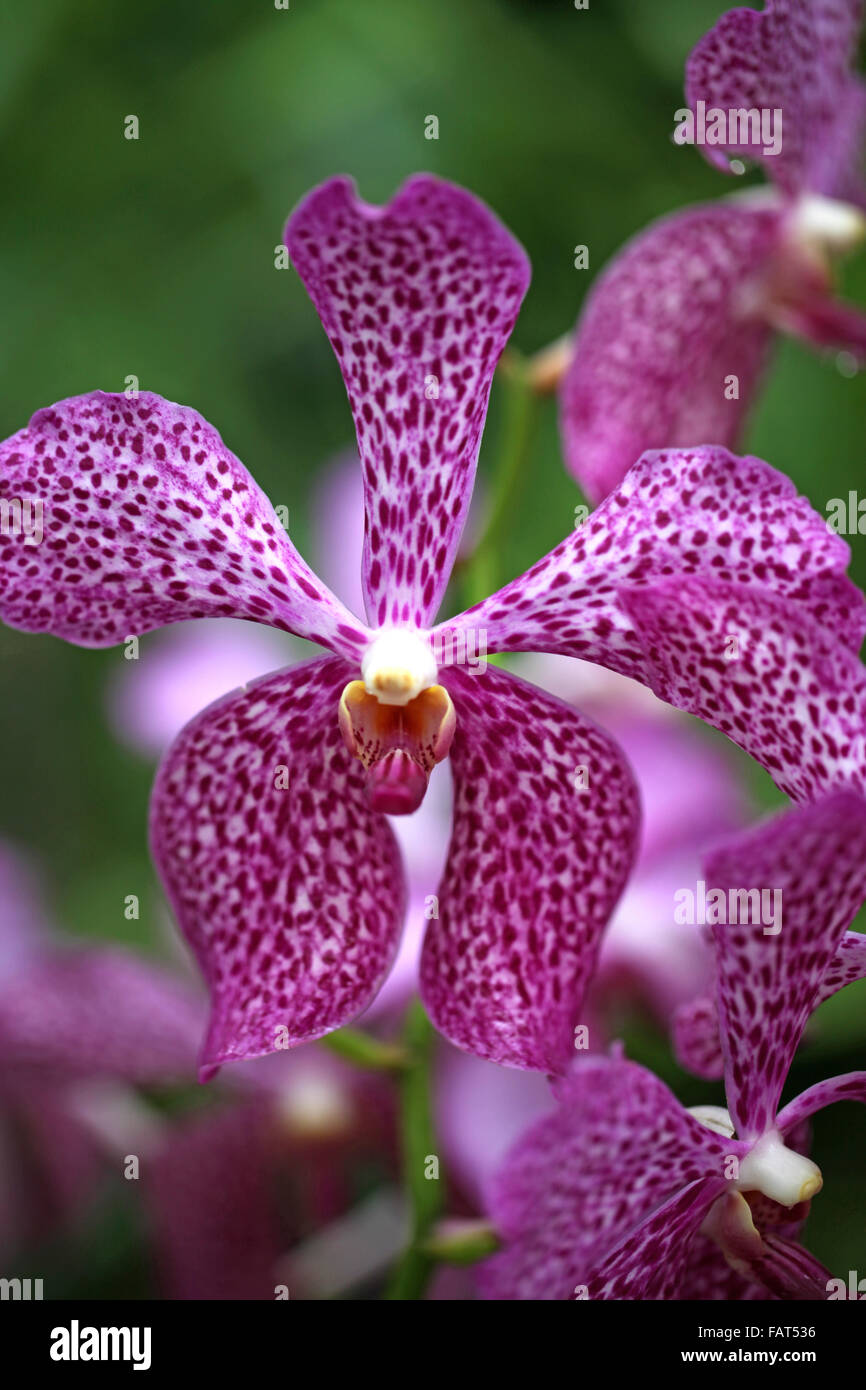 Un brillante viola spotted orchid flower Foto Stock