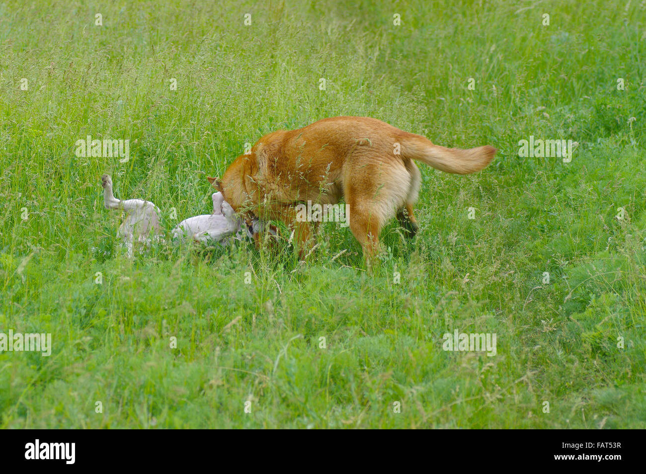 Due cani combattimenti in erba di primavera. Uno è basenji, un altro - meticcio. Foto Stock