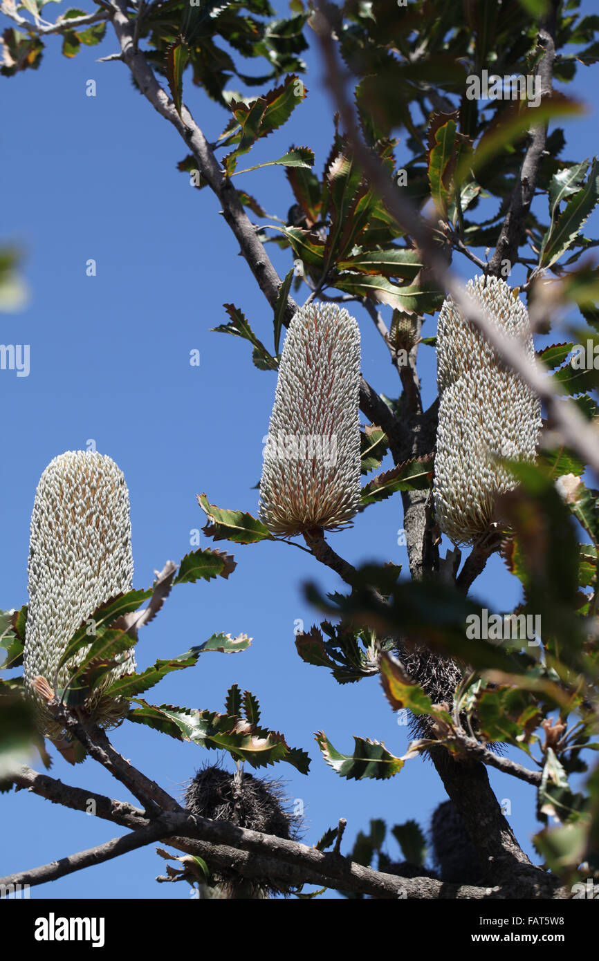 Il caratteristico fiore di un Banksia albero, una pianta nativa dell'Australia Foto Stock