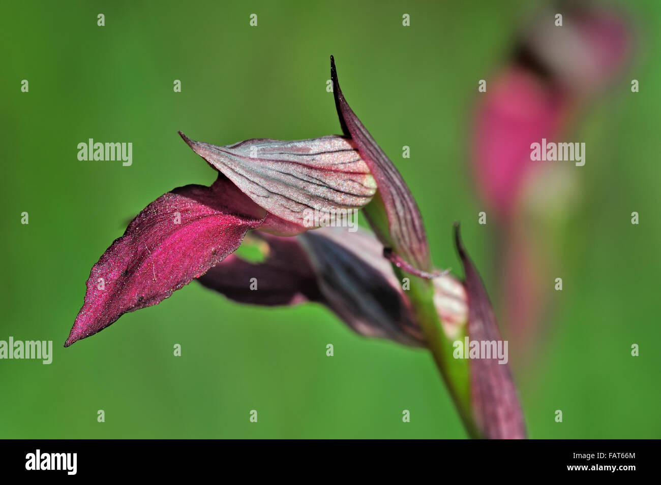 Orchidea lingua / Lingua Serapias (Serapias lingua / Helleborine lingua / Orchis lingua) in fiore Foto Stock