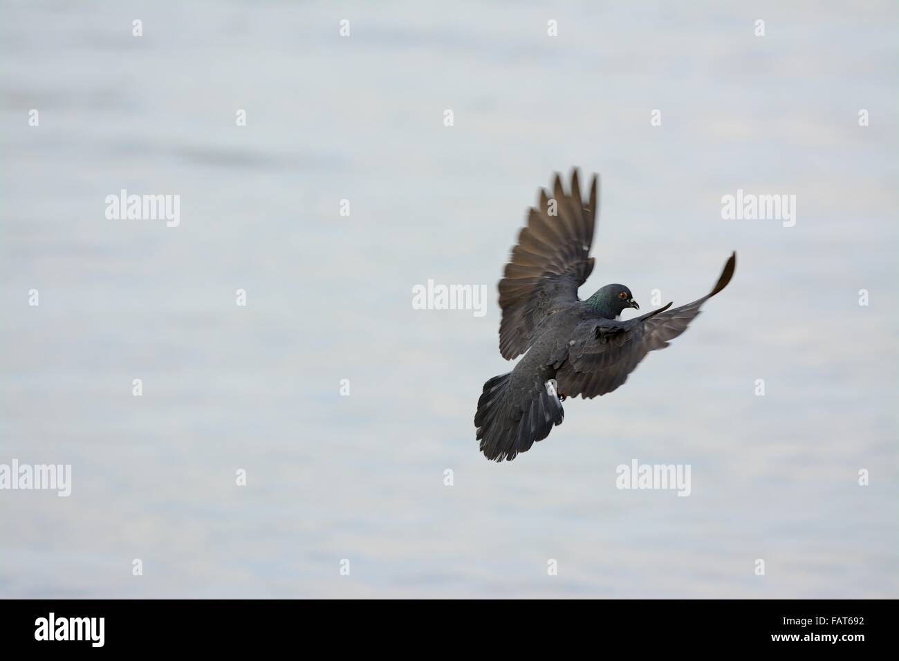 Bel maschio di Pigeon Rock (Columba livia) volare nel cielo Foto Stock