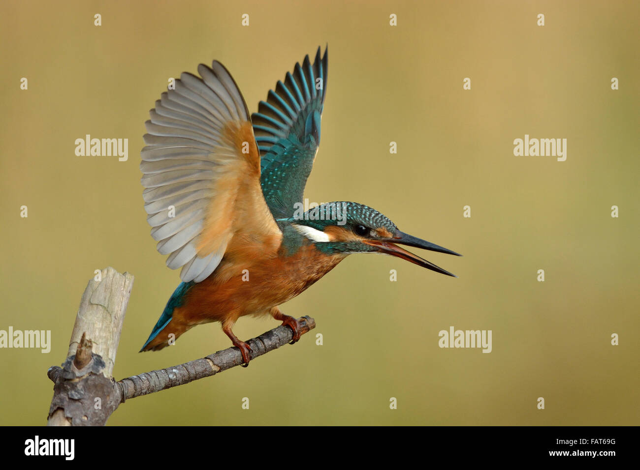 Eurasian Kingfisher nel comportamento territoriale Foto Stock