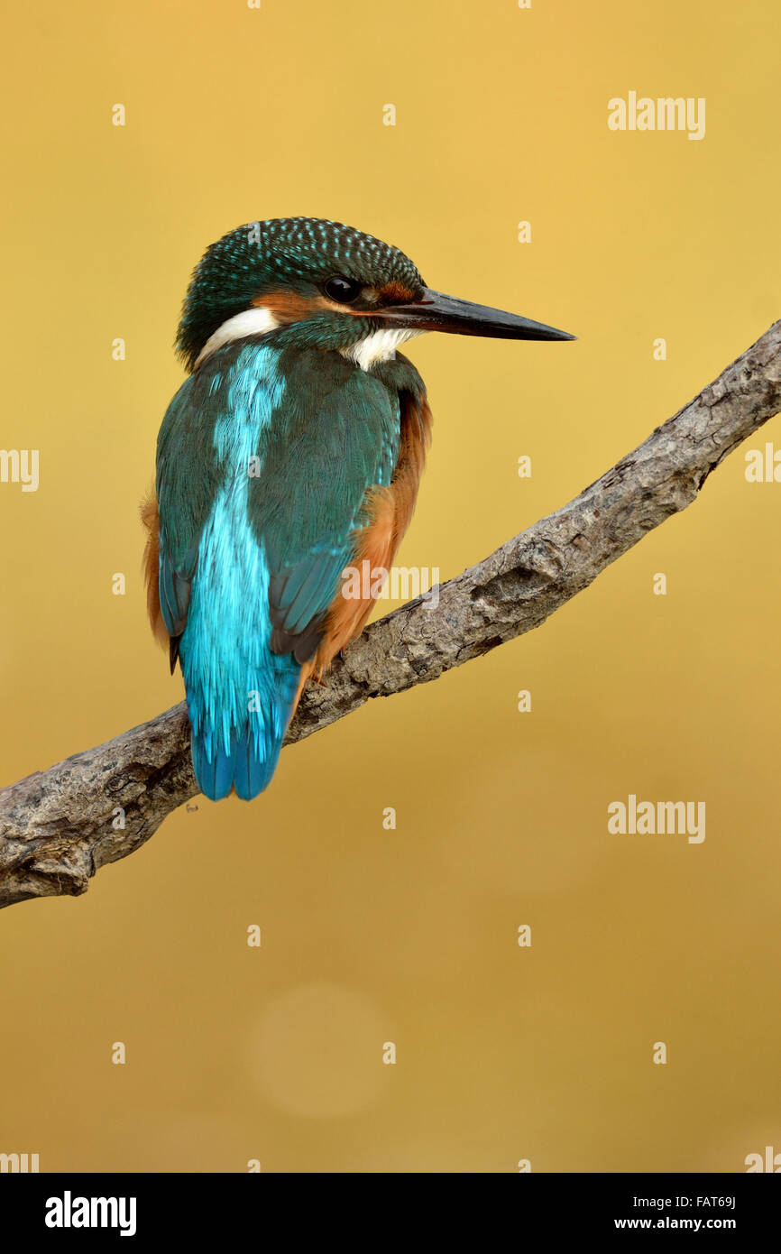 Eurasian Kingfisher sul posatoio Foto Stock