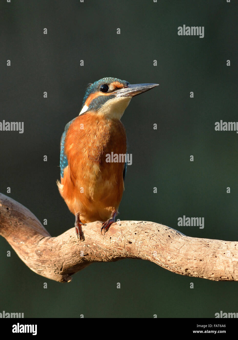 Kingfisher sul ramo Foto Stock
