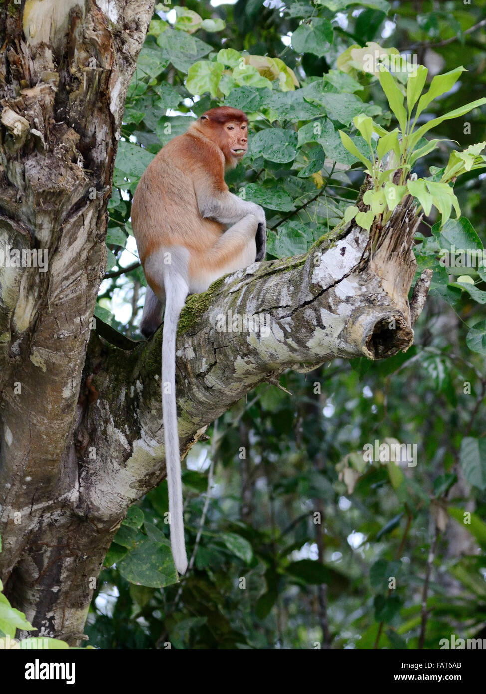 Proboscide monkey sull'albero nel fiume Kinabatangan Sabah Foto Stock