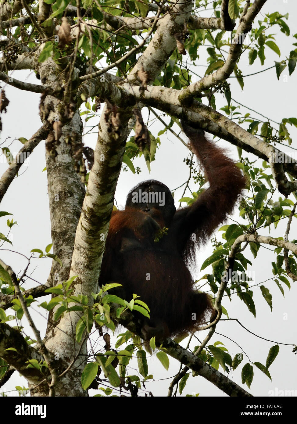 Un Orangutan selvatici sull'albero nel fiume Kinabatangan Foto Stock