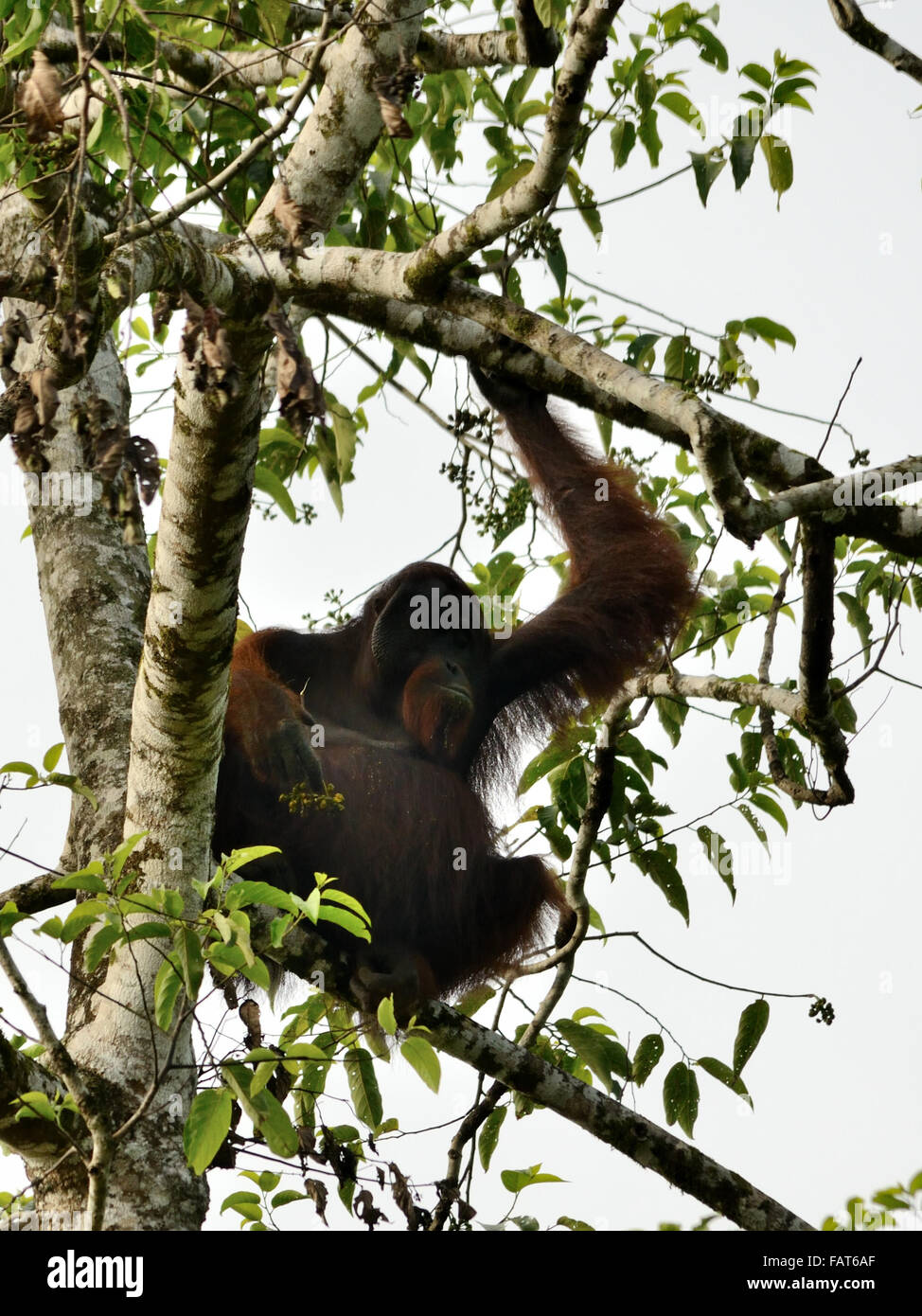 Un selvaggio Orangutan maschio sull'albero nel fiume Kinabatangan Foto Stock